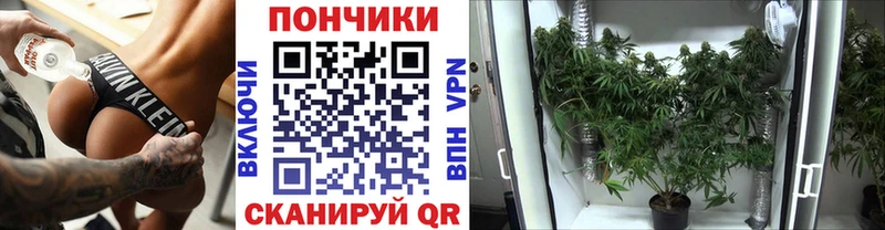 Шишки марихуана сатива  Судак 